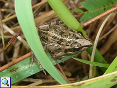 Ptychadena mascareniensis (Mascarene Grass Frog)