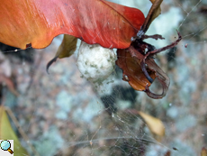 Kokon einer Opuntien-Kreuzspinne (Tropical Tent-web Spider, Cyrtophora citricola)