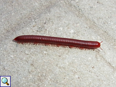 Erdbeer-Bandfüßer (Rusty Millipede, Trigoniulus corallinus)
