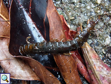 Scolopendra subspinipes, Totfund