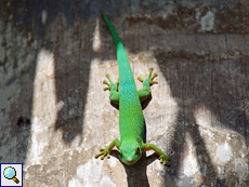 La-Digue-Taggecko (Seychelles Giant Day Gecko, Phelsuma sundbergi ladiguensis)