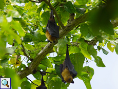 Seychellen-Flughunde (Seychelles Flying Fox, Pteropus seychellensis)