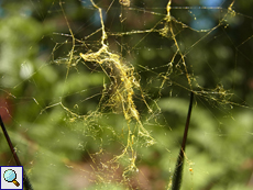 Goldene Spinnenseide von Nephilia inaurata madagascariensis