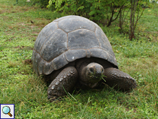 Weibliche Aldabra-Riesenschildkröte (Aldabra Giant Tortoise, Geochelone gigantea)