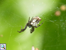 Weibliche Opuntien-Kreuzspinne (Tropical Tent-web Spider, Cyrtophora citricola)