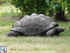 Männliche Aldabra-Riesenschildkröte (Aldabra Giant Tortoise, Geochelone gigantea)