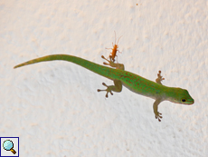 Long-Island-Taggecko (Seychelles Giant Day Gecko, Phelsuma sundbergi longinsulae)