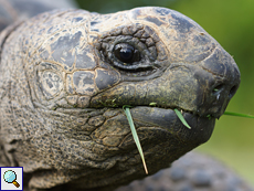Aldabra-Riesenschildkröte (Aldabra Giant Tortoise, Geochelone gigantea)