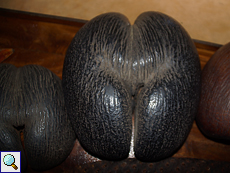 Die Coco de Mer - die Frucht einer Seychellenpalme (Lodoicea maldivica)