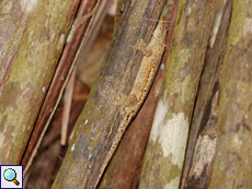 Bronzegecko (Ailuronyx sp.) im Vallée de Mai
