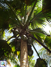 Weibliche Seychellenpalme (Lodoicea maldivica) mit unreifen Früchten