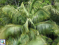 Krone der endemischen Palmenart Nephrosperma van-houtteanum