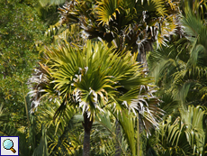 Seychellenpalme (Lodoicea maldivica) vom Aussichtspunkt aus gesehen