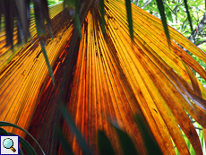 Welkendes Blatt einer Seychellenpalme (Lodoicea maldivica)