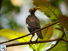 Auch Hirtenmainas (Acridotheres tristis) werden vielen seltenen Vögeln der Seychellen gefährlich, dieser hier ist allerdings selbst von irgendwem attackiert worden