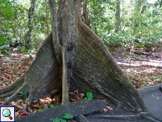 Baum mit Brettwurzeln