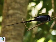 Männlicher Seychellenparadiesschnäpper (Terpsiphone corvina)