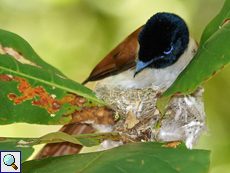 Weiblicher Seychellenparadiesschnäpper (Terpsiphone corvina)