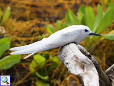 Junge, fast erwachsene Feenseeschwalbe (White Tern, Gygis alba)