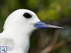 Feenseeschwalbe (White Tern, Gygis alba)