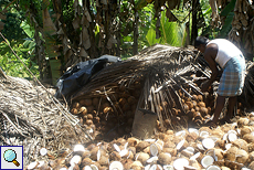 Kokosbauer auf dem Land
