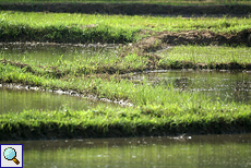 Ein Reisfeld mit seinen einzelnen Bereichen