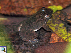 Lankanectes corrugatus (Corrugated Water Frog), Männchen, endemische Art