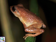 Pseudophilautus popularis (Common Shrub Frog), Männchen, endemische Art