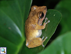 Pseudophilautus popularis (Common Shrub Frog), Männchen, endemische Art