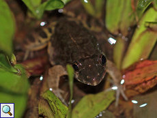 Lankanectes corrugatus (Corrugated Water Frog), Männchen, endemische Art