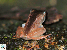 Pseudophilautus cuspis (Sharp-snouted Shrub Frog), Männchen, endemische Art