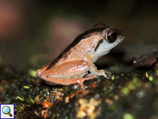 Pseudophilautus cuspis (Sharp-snouted Shrub Frog), Männchen, endemische Art