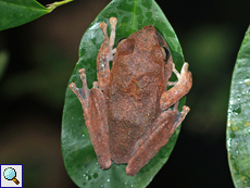 Pseudophilautus reticulatus (Reticulated Thigh Frog), endemische Art