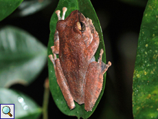 Pseudophilautus reticulatus (Reticulated Thigh Frog), endemische Art