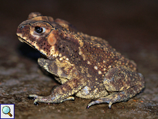 Duttaphrynus noellerti (Noellert's Toad), endemische Art