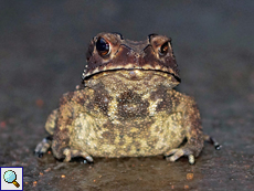 Duttaphrynus noellerti (Noellert's Toad), endemische Art