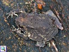 Schwarznarbenkröte (Common Indian Toad, Duttaphrynus melanostictus)