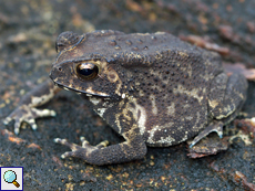 Schwarznarbenkröte (Common Indian Toad, Duttaphrynus melanostictus)