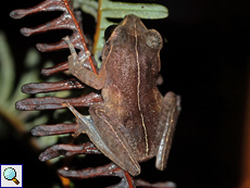 Pseudophilautus stictomerus (Orange-canthal Shrub Frog), endemische Art