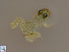 Euphlyctis cyanophlyctis (Indian Skipper Frog)