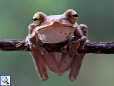 Polypedates cruciger (Common Hour-glass Tree Frog), endemische Art