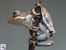Polypedates cruciger (Common Hour-glass Tree Frog), endemische Art