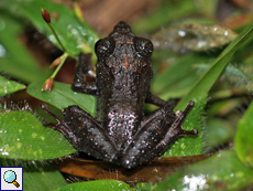 Pseudophilautus alto (Horton Plains Scrub Frog), endemische Art