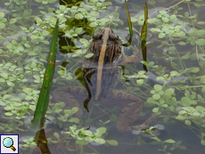 Zakerana greenii (Montane Frog), endemische Art