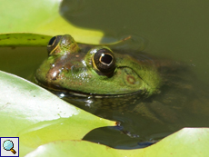 Sechszehenfrosch (Green Pond Frog, Euphlyctis hexadactylus)