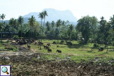 Auf dem Gelände des Pinnawela-Elefantenwaisenhauses