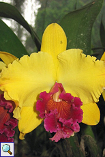 Orchidee im botanischen Garten