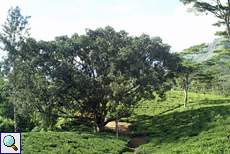 Großer Baum auf einer Teeplantage