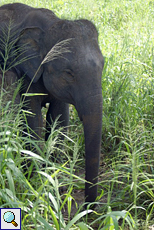 Junger Indischer Elefant (Elephas maximus)
