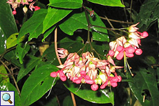 Rosa Blüten eines Baums im botanischen Garten